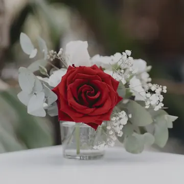 Rosa roja con eucalipto y gipsofila