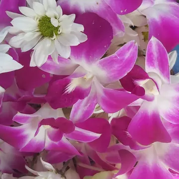 Orquídeas fucsia para una celebración
