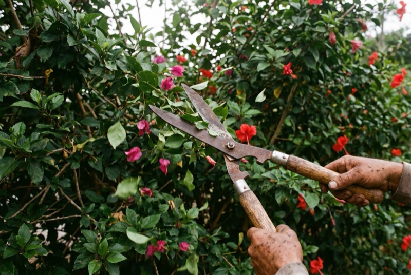 Tijeras de poda cortando un seto tropical en Costa Rica.