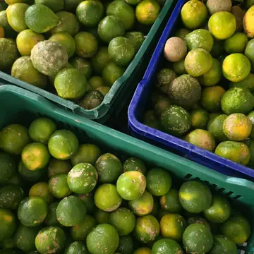Limones de la distribuidora, foto de su mostrador