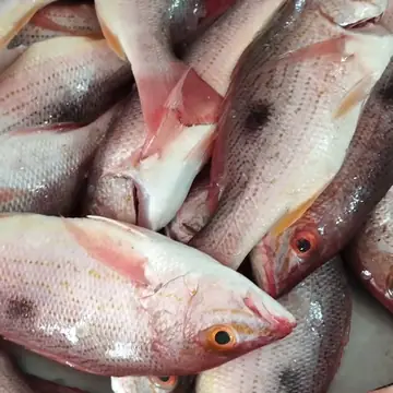 Pargo rojo de la distribuidora, foto de su mostrador