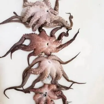 Pulpo de la distribuidora, foto de su mostrador